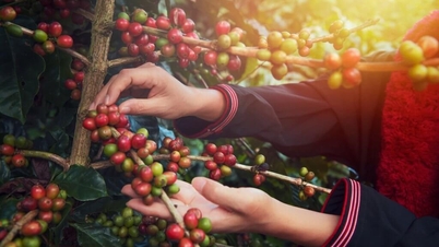 Prezzi del caffè oggi, 29 maggio: inversione di tendenza e impennata, raggiungendo il massimo delle ultime due settimane.