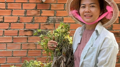Trasformare un terreno acido in una "terra d'oro": due contadine di Long An (oggi provincia di Tay Ninh) sono riuscite ad addomesticare il "ginseng reale".
