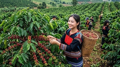 Coffee prices today, May 29th, dropped sharply by 800 VND/kg.