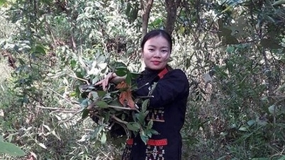 ໝໍຢາພື້ນເມືອງ ຫຼີທິໝີເຈົາ - ພະຍາຍາມຮັກສາເອກະລັກສະເພາະຂອງການແພດພື້ນເມືອງເຜົ່າຢ້າວຢູ່ເມືອງບາວີ່.