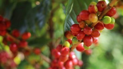Notizie agricole di oggi (29 maggio): i prezzi del caffè crollano.