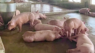 Pork prices today, May 29, 2026: Slight decrease in the North.
