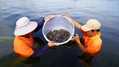 La tecnologia sta trasformando l'allevamento di gamberi lungo la costa di Vinh Long.