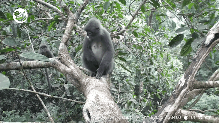 Espèce de primate extrêmement rare présente au Vietnam.