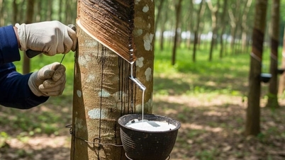 আজ, ২৯ মে, ২০২৬, রাবারের দাম: বিপরীত দিকে ওঠানামা করছে।
