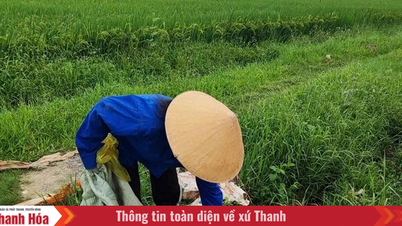 Bảo vệ môi trường từ việc xử lý vỏ thuốc trừ sâu trên đồng ruộng