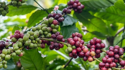 Prezzi dei prodotti agricoli il 29 maggio: i prezzi del caffè invertono la rotta e crollano, ma si stabilizzano su livelli elevati.