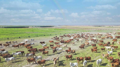 Gia Lai punta a diventare la "capitale dell'allevamento del bestiame".