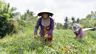 Nông dân khó đầu ra: Chờ Nhà nước hay phải đổi cách làm ăn?