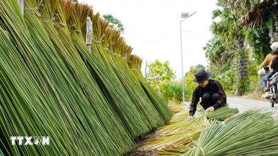 An Giang: Border residents utilize sedge grass to make handicrafts and develop their economy.