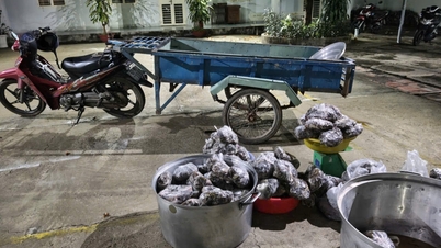 Tay Ninh: Un sospetto è stato colto in flagrante mentre trasportava illegalmente 127 kg di lucertole dal monte Ba Den.
