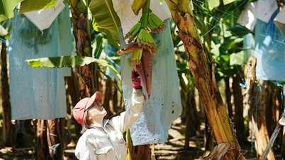 Costruire uno "scudo biologico" per proteggere l'industria delle banane da potenziali perdite multimilionarie.