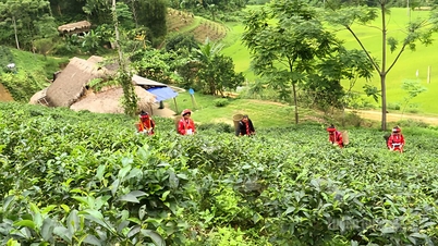 Valorizzazione del tè Pà Thẻn nel comune di Tri Phú.