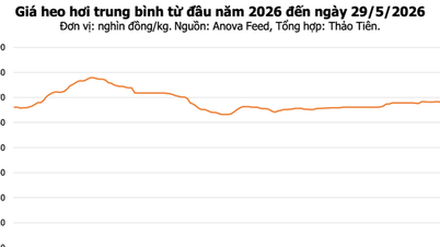 Fläskpriser idag, 29 maj: Någon minskning i norr, marknaden fluktuerar mellan 67 000 och 68 000 VND/kg.
