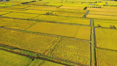 'Campi di conoscenza' nel delta del Mekong