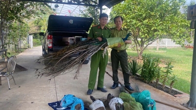 Einwohner von Ho-Chi-Minh-Stadt übergaben freiwillig neun indische Pfauen, die sie als Haustiere gehalten hatten.