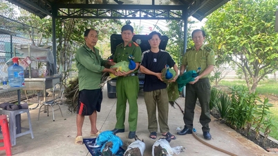 La police de la commune de Dong Thanh a reçu 9 paons remis par des habitants locaux.