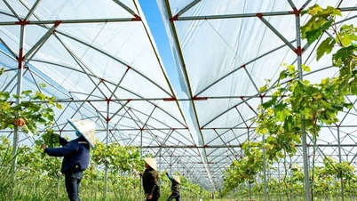 Підвищення цінності сільськогосподарської продукції за допомогою високих технологій та цифрової трансформації.