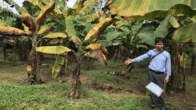 Soluzioni sincronizzate per la gestione della malattia dell'avvizzimento delle foglie di banano causata dal fungo Fusarium TR4