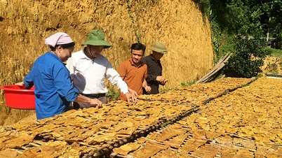 Arbres de lutte contre la pauvreté à Tri Phu