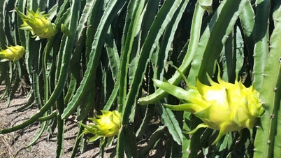 La prevenzione proattiva delle malattie è essenziale per mantenere la qualità del frutto del drago durante la stagione delle piogge.