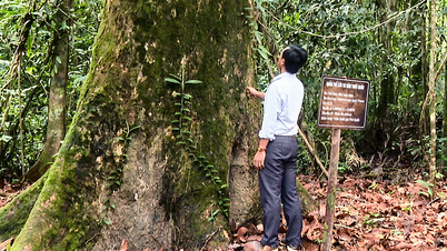 Två kulturarvsplatser och 1400 år gamla kulturarvsträd i Phu Quoc har erkänts som vietnamesiska kulturarvsträd.