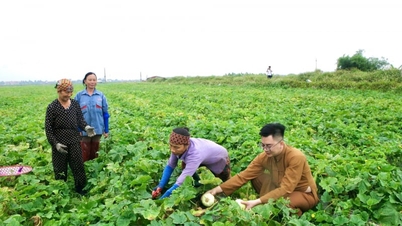 Auf diesem verlassenen Land in der Provinz Thanh Hoa wachsen diese süßen und erfrischenden „weißen Jade“-Früchte.