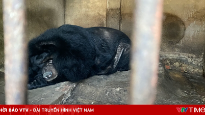 Władze Hanoi apelują do mieszkańców o przekazywanie niedźwiedzi do ośrodków ratunkowych.