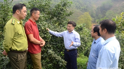 Le Département de l'agriculture et de l'environnement de la province de Tuyen Quang a gagné 4 places dans le classement des services rendus aux citoyens et aux entreprises.
