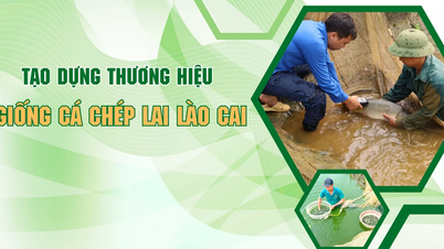 Creazione di un marchio per le carpe ibride provenienti da Lao Cai.