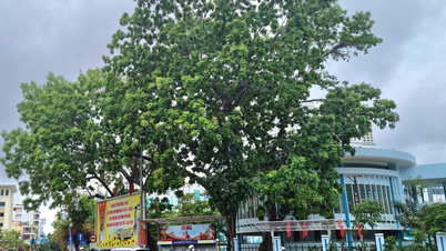 Bayang-bayang pokok-pokok purba