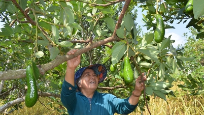 Proteggete i vostri alberi di avocado durante il cambio delle stagioni.
