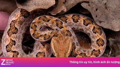 Rắn độc bật lên cắn thẳng vào mắt người đàn ông