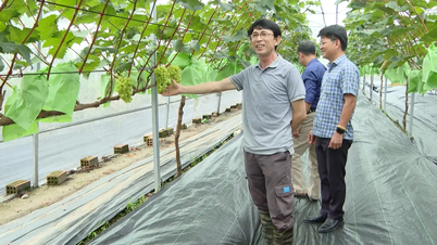 Phát triển 'nông nghiệp đô thị' theo hướng hữu cơ, an toàn
