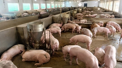 Prezzi della carne di maiale oggi, 29 maggio 2026: continuano a scendere nel Nord.