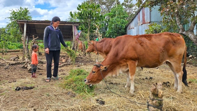 La provincia di Gia Lai si propone di ridurre il tasso di povertà multidimensionale tra le famiglie appartenenti a minoranze etniche e residenti in zone montane al di sotto del 10% entro il 2030.