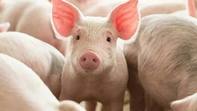 Precios de la carne de cerdo hoy, 30 de mayo de 2026: Ligero descenso en el norte y centro de Vietnam.