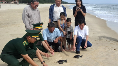 'Duyên nợ' với rùa biển