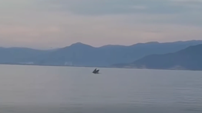 Paus kembali muncul di Teluk Nha Trang, memicu peringatan mendesak.