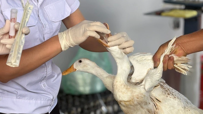 Provinsi Dien Bien telah menginstruksikan bahwa situasi terkait wabah flu burung A(H5N1) di wilayah tersebut tidak boleh disembunyikan.