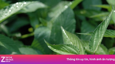 ویتنام میں سبزی کی ایک قسم ہے جسے 'گرین ginseng' سے تشبیہ دی جاتی ہے۔