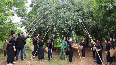 The villagers of one of the largest mango-growing communes in Son La province organized a fruit-picking competition, with one team managing to pick half a ton of mangoes in just 10 minutes.