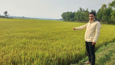 Komune Ia Phi memberikan dukungan lebih dari 1 miliar VND kepada petani untuk produksi beras berkualitas tinggi.