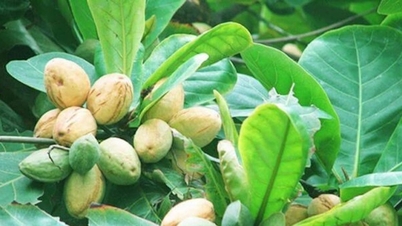Cây bóng mát quen thuộc là 'kho báu' chất kháng khuẩn, tiêu viêm