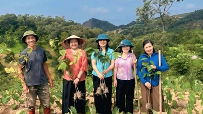 Hỗ trợ hội viên nông dân trồng 500 cây giống hồng giòn Nhật Bản