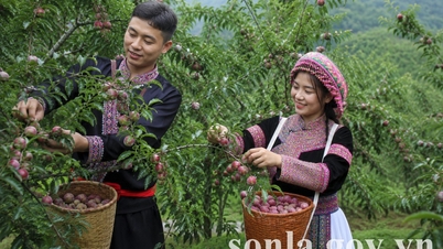 ภาคเกษตรกรรม ป่าไม้ และการประมงในจังหวัดซอนลา กำลังพัฒนาอย่างต่อเนื่อง โดยมุ่งเน้นการเติบโตอย่างยั่งยืน