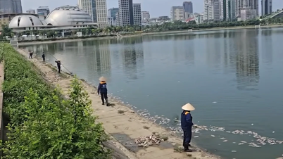 [Video] Mass fish deaths in the retention pond in Cau Giay cause serious environmental pollution.