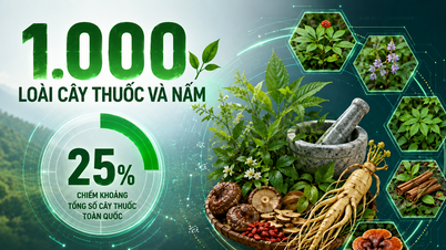 Die „grüne Goldmine“ erwecken: Durch intensive Verarbeitung werden die Kräuterprodukte von Nghe An auf ein höheres Niveau gehoben.