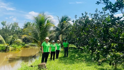 Que culturas especiais os agricultores da comuna de Tan Vinh Loc, na cidade de Ho Chi Minh, cultivam em solo ácido e que geram bilhões de dongs em receita?