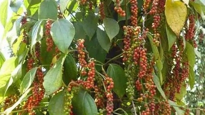 Pepperindustrien tilpasser seg presset fra tilbud og dypforedling.